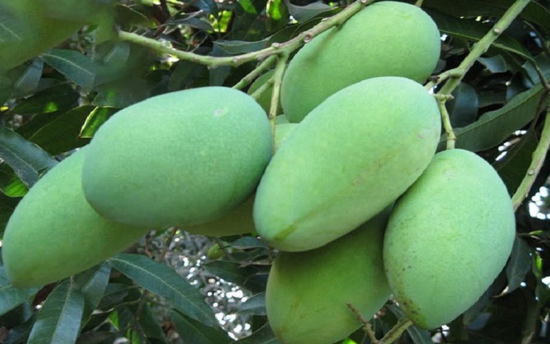 আম্রপালি
