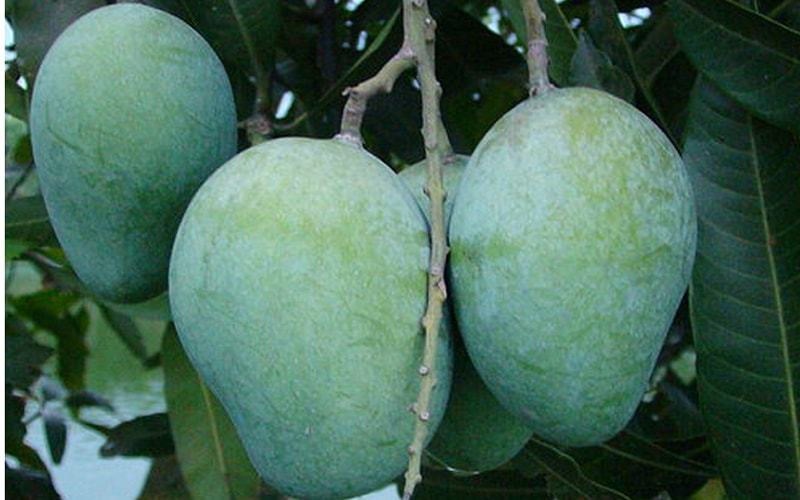 ফজলি