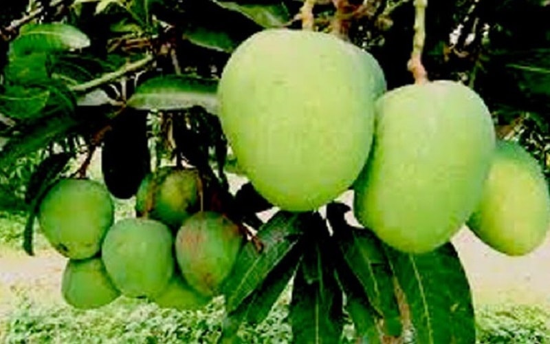 গোপালভোগ