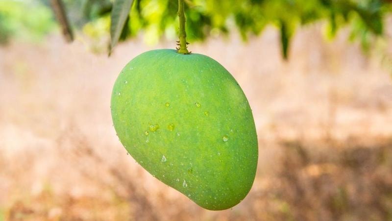 হিমসাগর