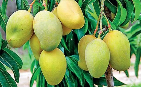 রাণীপছন্দ